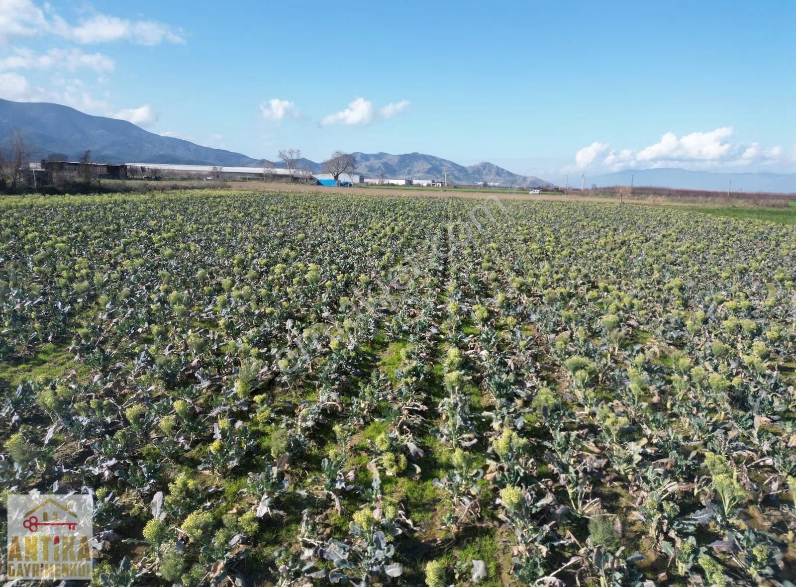 Antika Gayrimenkulden Çatalarmut Mevkiiye Yakın Satılık Tarlalar - Görsel 16