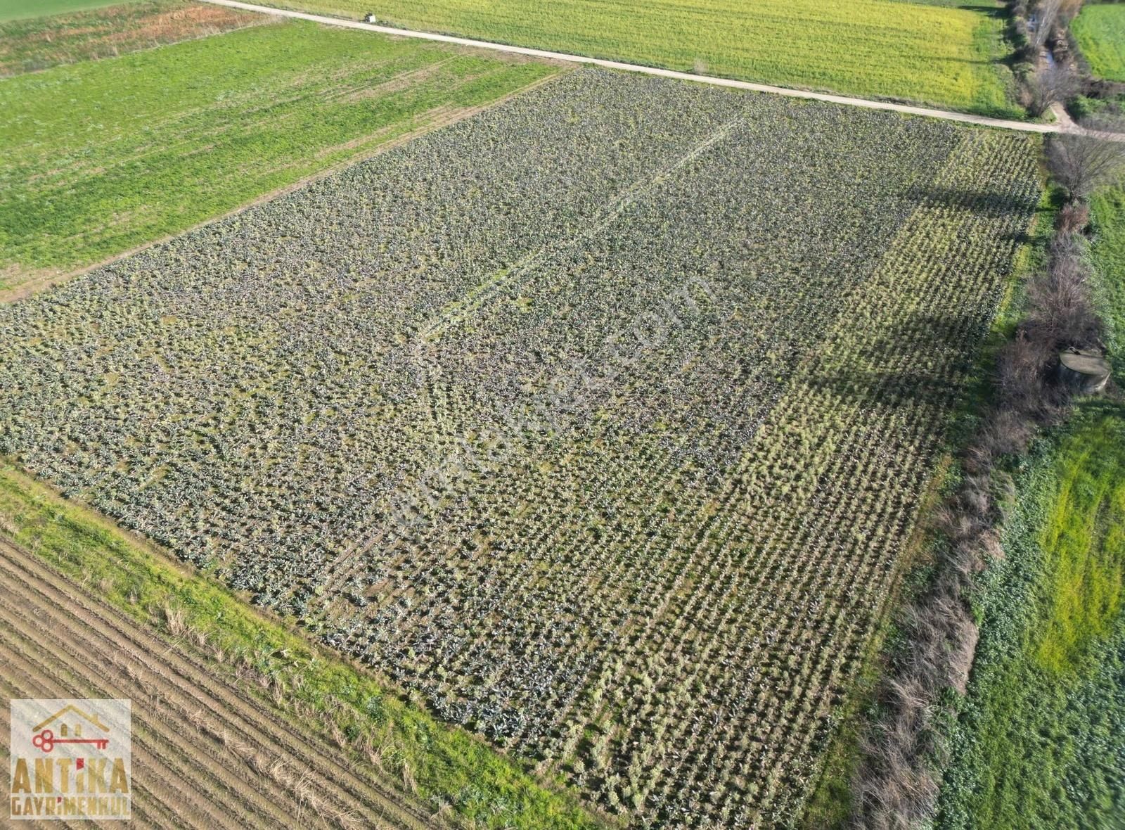 Antika Gayrimenkulden Çatalarmut Mevkiiye Yakın Satılık Tarlalar - Görsel 4