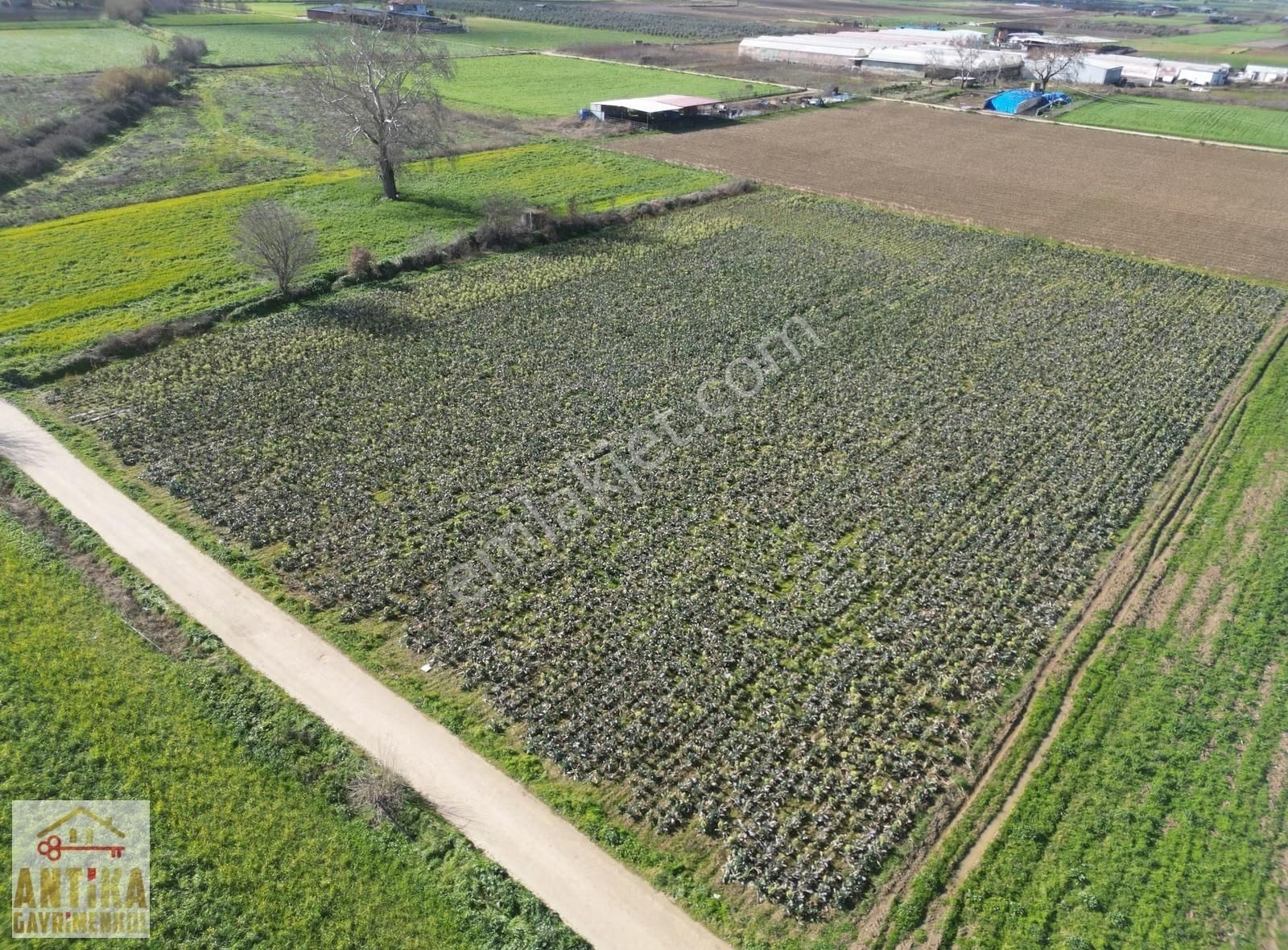 Antika Gayrimenkulden Çatalarmut Mevkiiye Yakın Satılık Tarlalar - Görsel 3