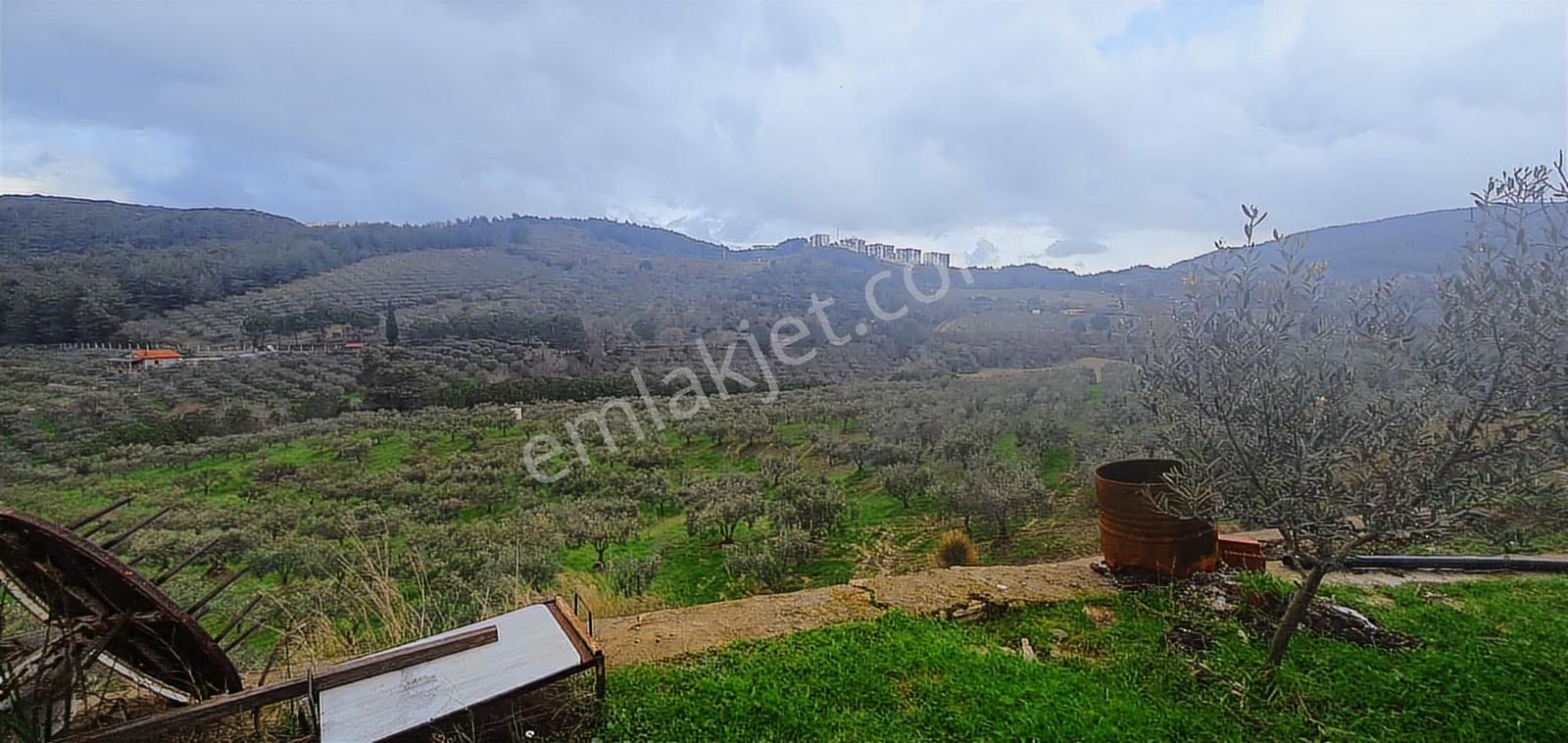 Söke Ağaçlıda 50 Dönüm Bakımlı Zeytinlik Damla Sulamalı - Görsel 9