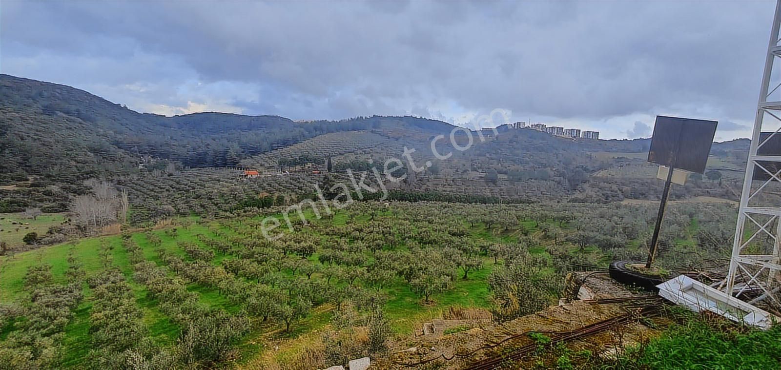 Söke Ağaçlıda 50 Dönüm Bakımlı Zeytinlik Damla Sulamalı - Görsel 17