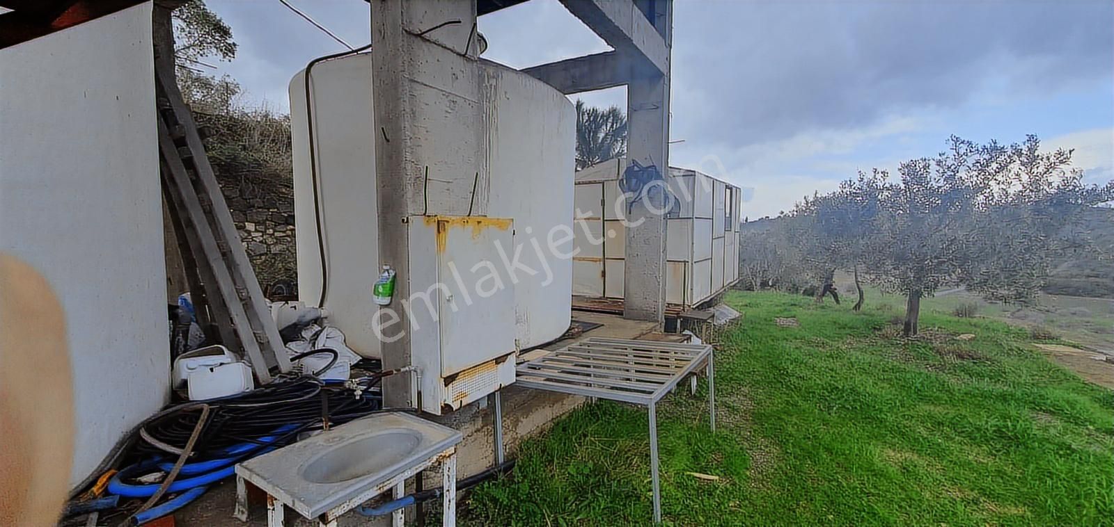 Söke Ağaçlıda 50 Dönüm Bakımlı Zeytinlik Damla Sulamalı - Görsel 7