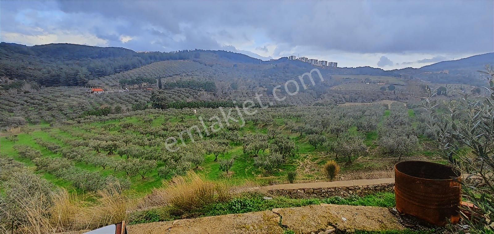 Söke Ağaçlıda 50 Dönüm Bakımlı Zeytinlik Damla Sulamalı