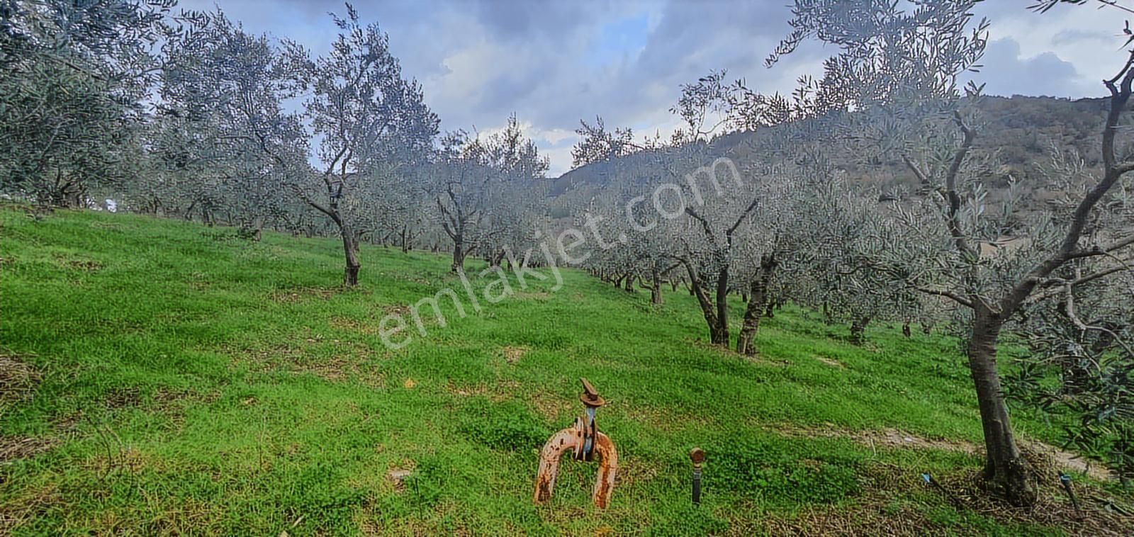 Söke Ağaçlıda 50 Dönüm Bakımlı Zeytinlik Damla Sulamalı - Görsel 11