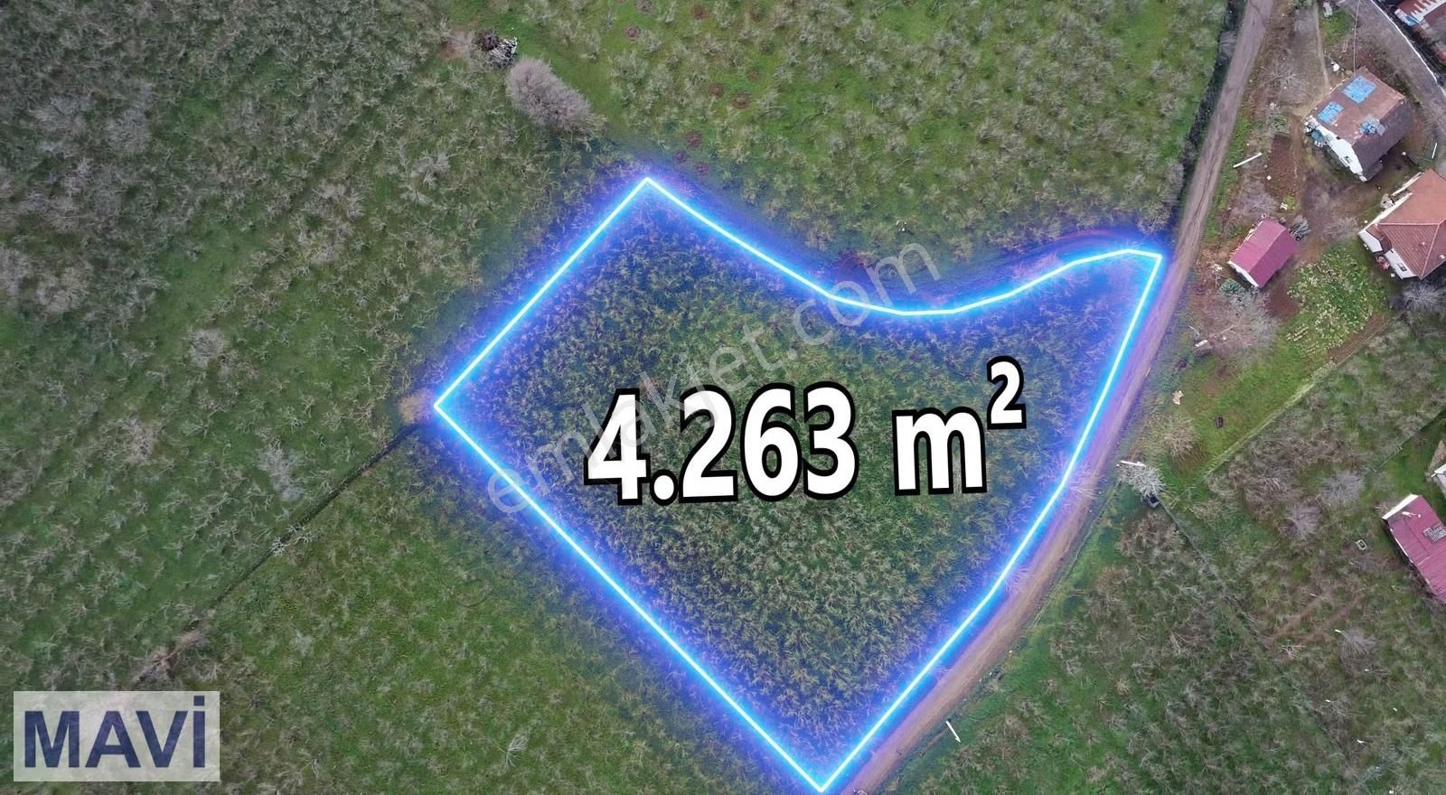 Kazımiyede İmar Sınırında 4.263 M² Satılık Fındık Bahçesi - Görsel 8