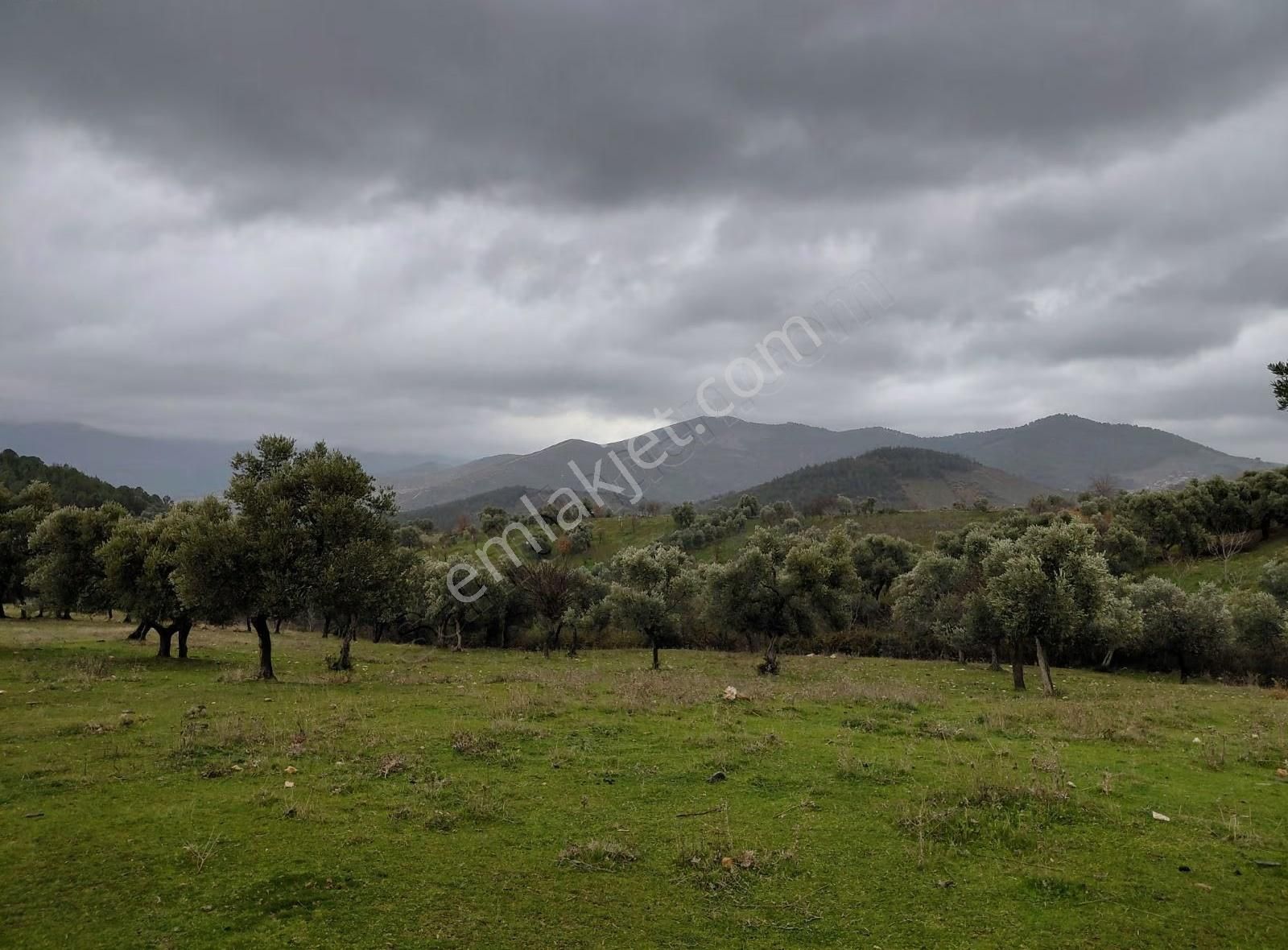 Ersoy Emlak'tan Satılık Kavgir Evi Bulunan Büyük Tarla - Görsel 7
