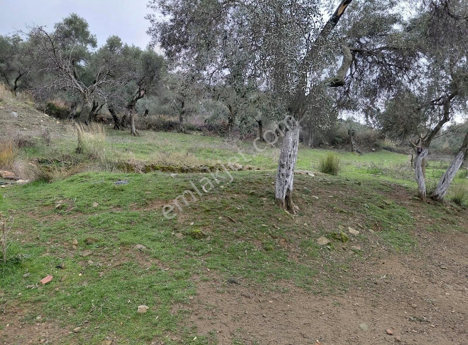 Ersoy Emlak'tan Satılık Kavgir Evi Bulunan Büyük Tarla - Görsel 4