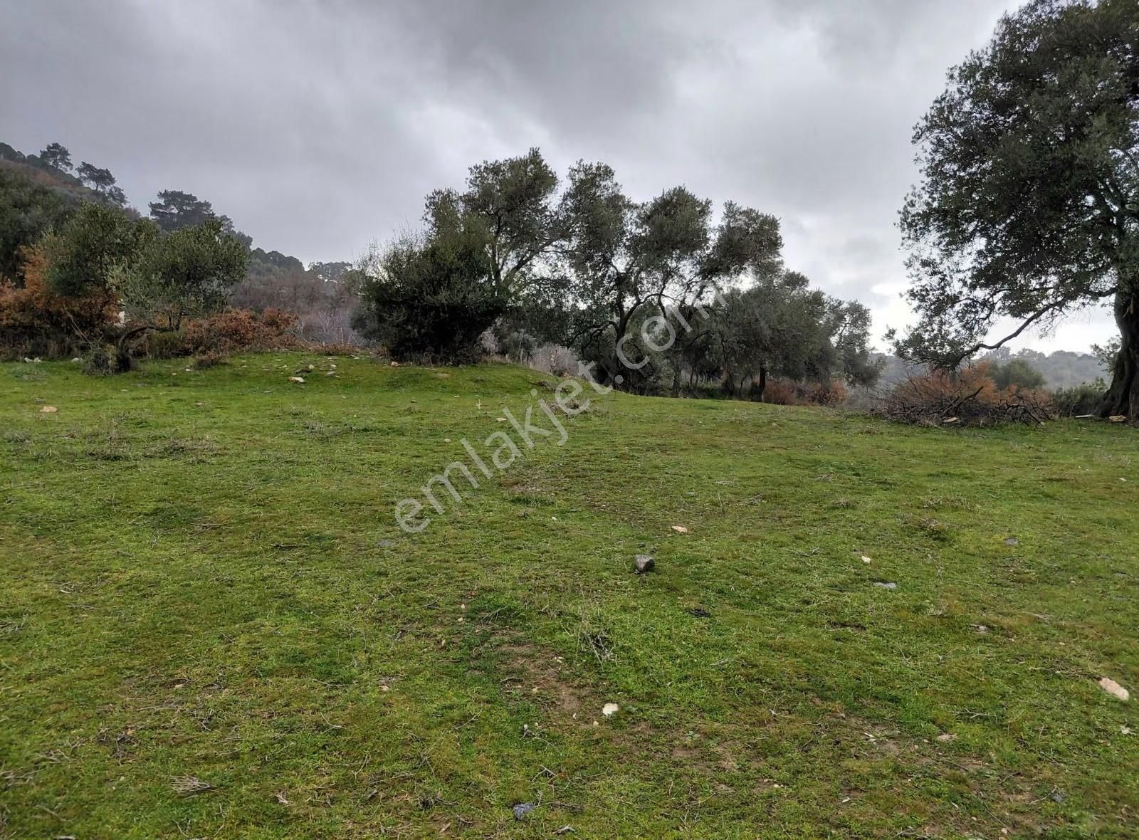 Ersoy Emlak'tan Satılık Kavgir Evi Bulunan Büyük Tarla - Görsel 10