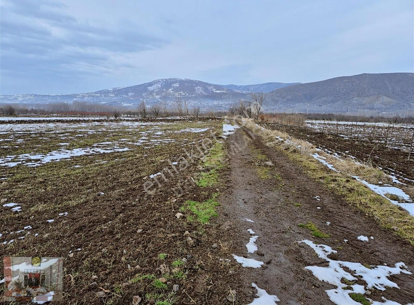 Tokat Merkez Pınarlı Köyünde 2608 M² Satılık Tarla - Görsel 2