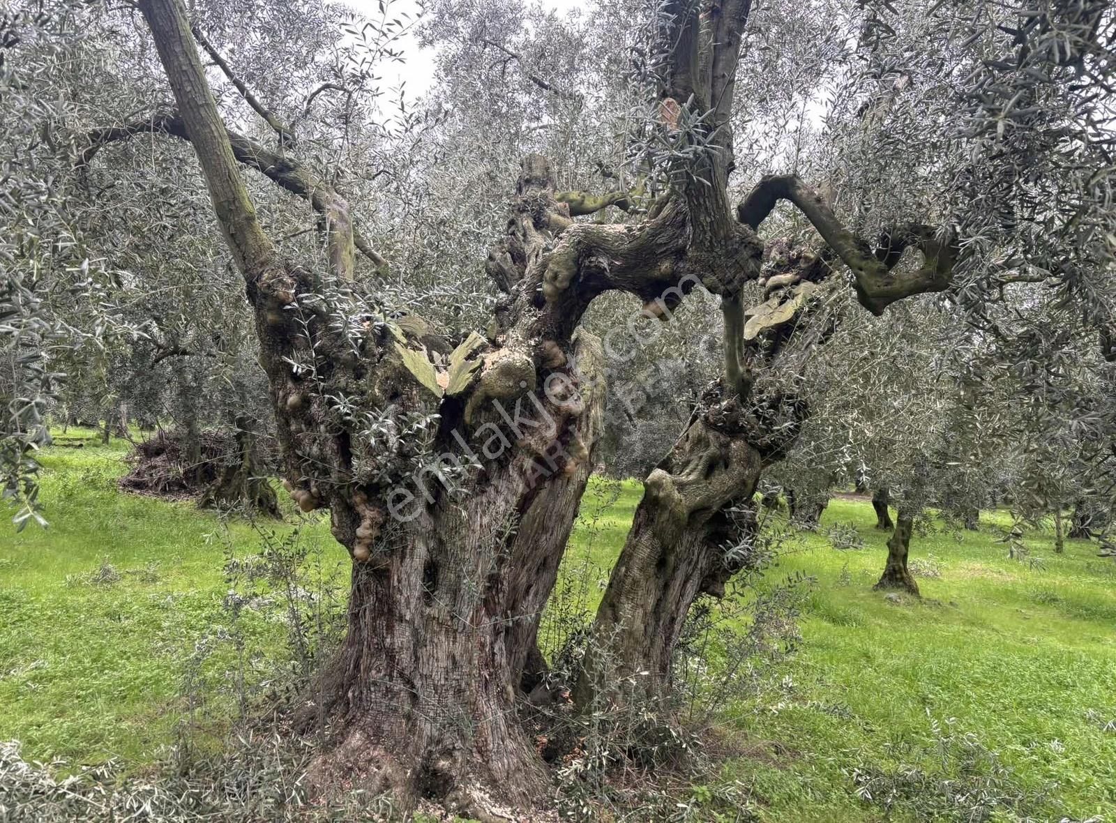 Fırsat!!! Göllüce'nin En Güzel Ve En Kelepir Zeytinliği