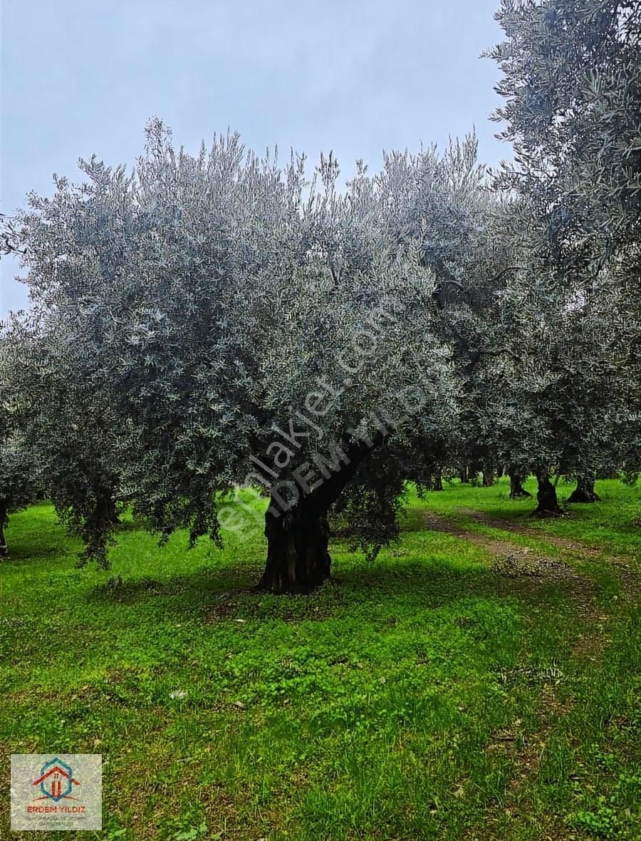 Erdem Yıldız'dan İznik Göllüce İmar Alanı İçerisinde Zeytinlik