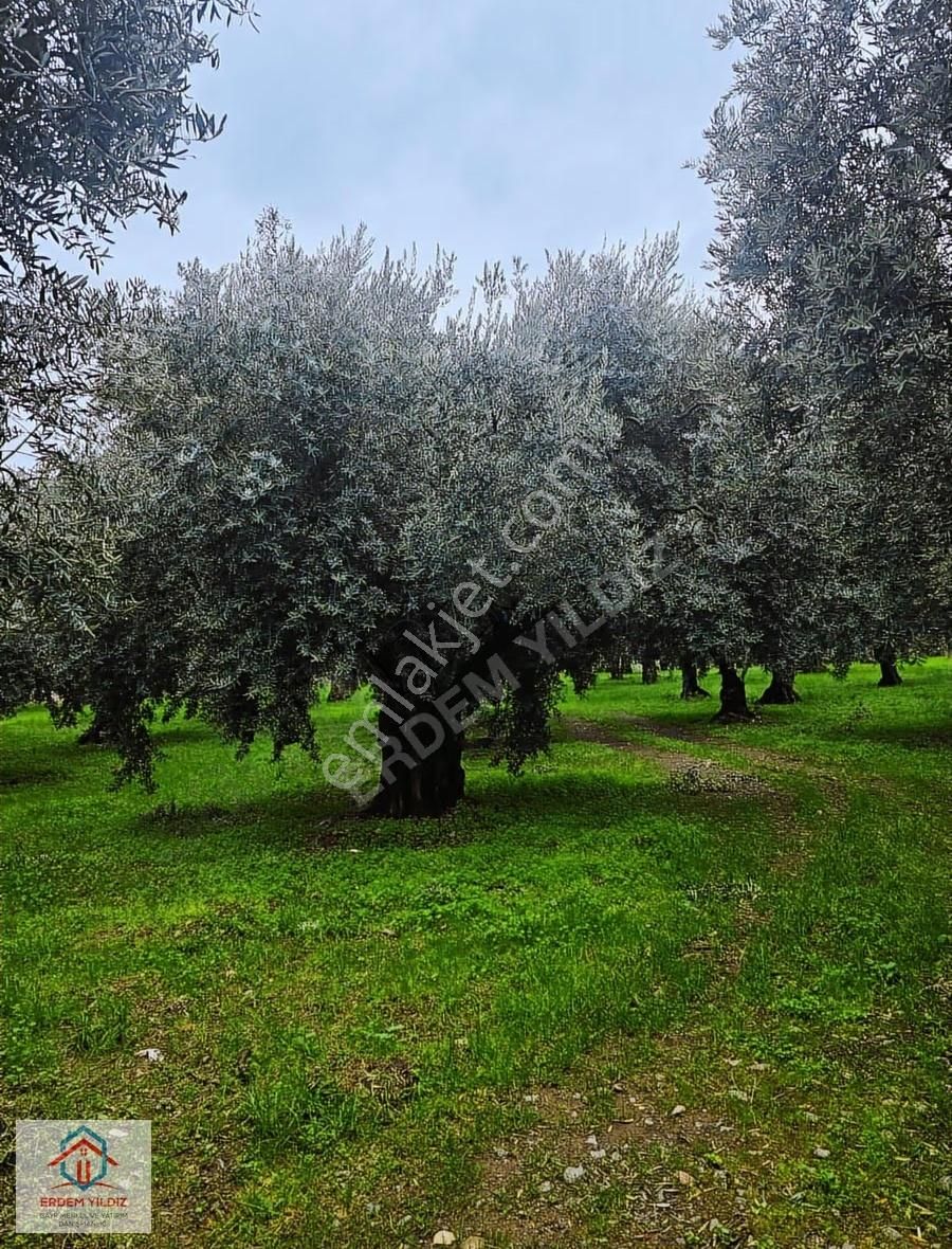 Erdem Yıldız'dan İznik Göllüce İmar Alanı İçerisinde Zeytinlik - Görsel 7