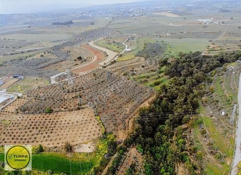 Bulgurca Köyü 9367 M2 Tek Müstakil Tapu - Satılık Zeytinlik - Görsel 4