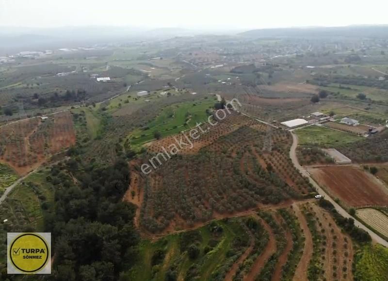 Bulgurca Köyü 9367 M2 Tek Müstakil Tapu - Satılık Zeytinlik - Görsel 7