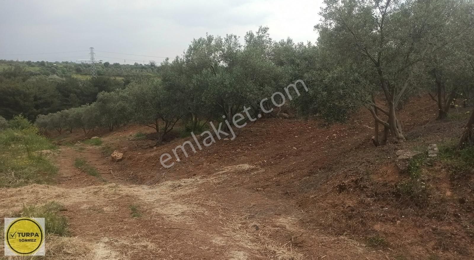 Bulgurca Köyü 9367 M2 Tek Müstakil Tapu - Satılık Zeytinlik - Görsel 14