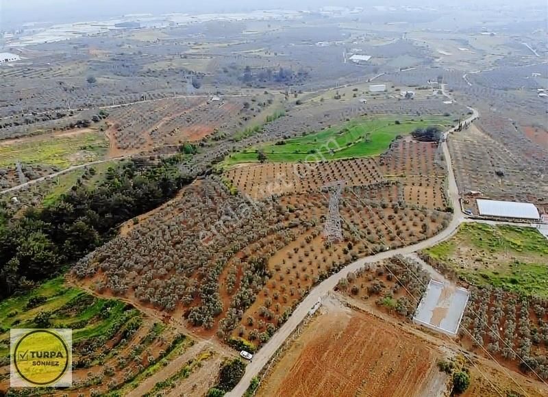 Bulgurca Köyü 9367 M2 Tek Müstakil Tapu - Satılık Zeytinlik - Görsel 12