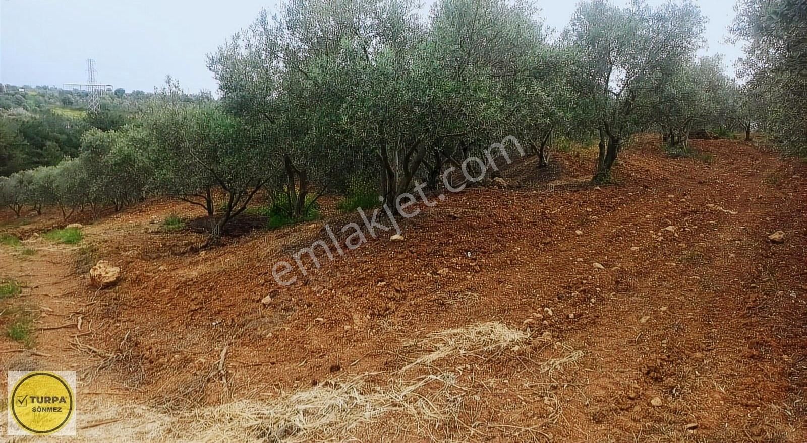 Bulgurca Köyü 9367 M2 Tek Müstakil Tapu - Satılık Zeytinlik - Görsel 5