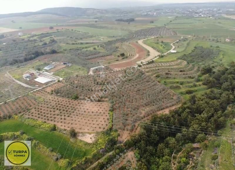 Bulgurca Köyü 9367 M2 Tek Müstakil Tapu - Satılık Zeytinlik - Görsel 9