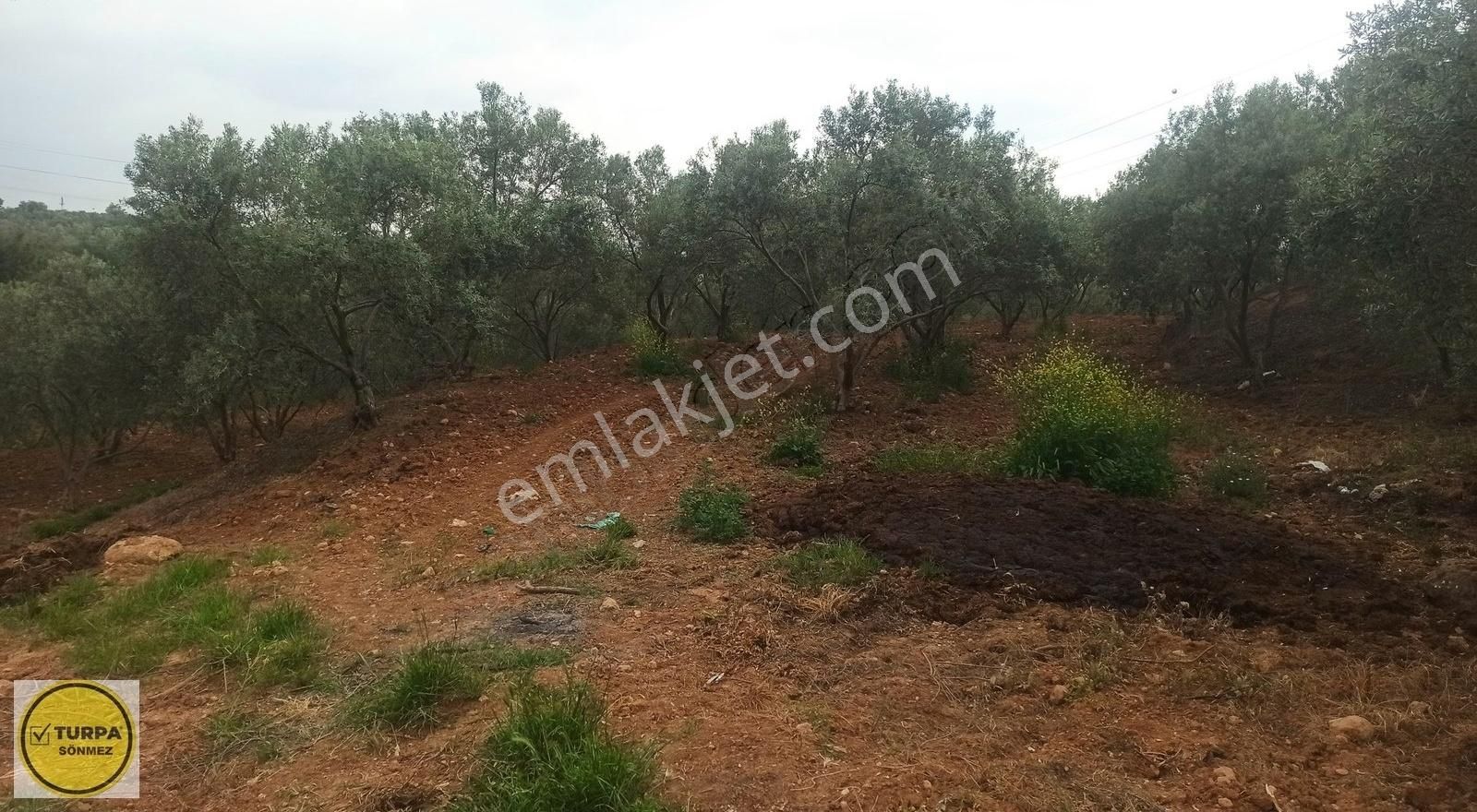Bulgurca Köyü 9367 M2 Tek Müstakil Tapu - Satılık Zeytinlik - Görsel 11