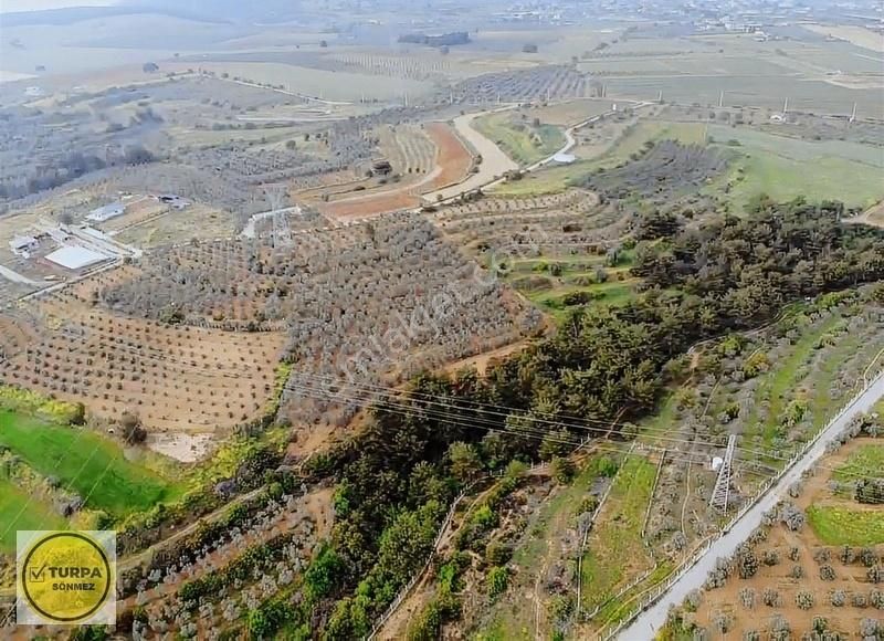 Bulgurca Köyü 9367 M2 Tek Müstakil Tapu - Satılık Zeytinlik - Görsel 6