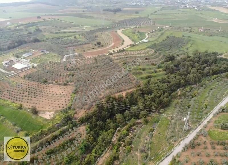 Bulgurca Köyü 9367 M2 Tek Müstakil Tapu - Satılık Zeytinlik - Görsel 19