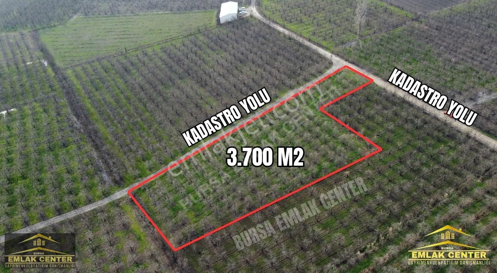 Gürsu Ağa Köyde 3700 M2 Satılık Santamaria Armut Tarlası - Görsel 2