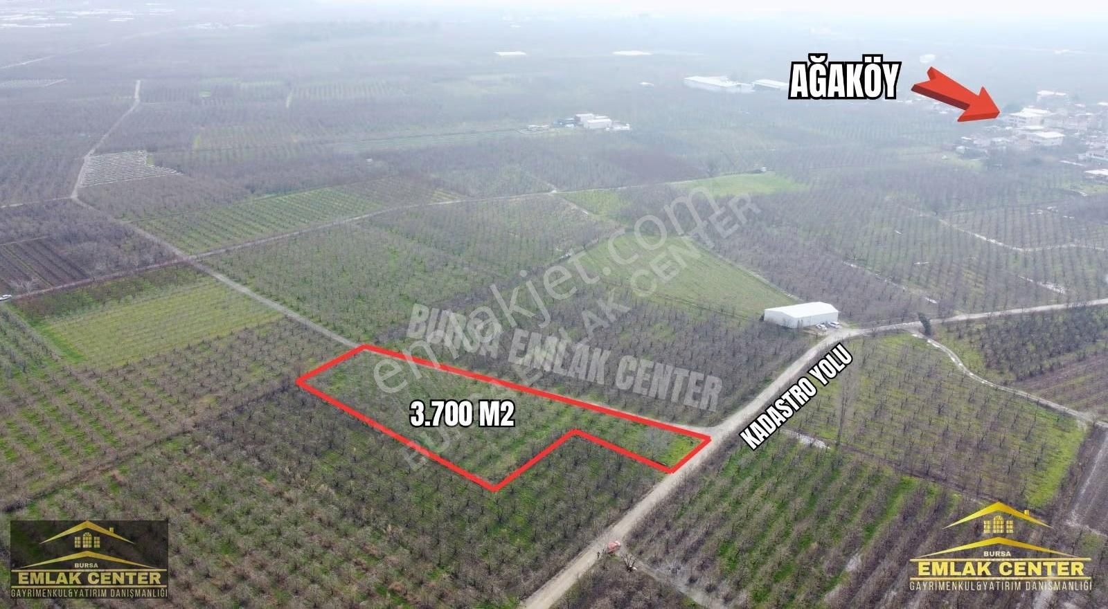 Gürsu Ağa Köyde 3700 M2 Satılık Santamaria Armut Tarlası - Görsel 5
