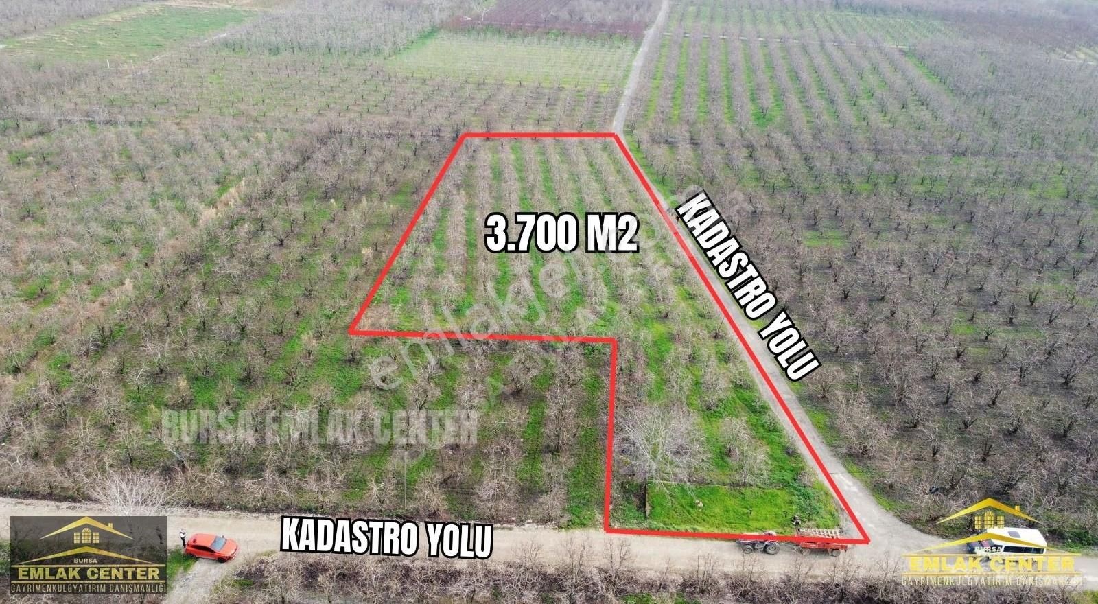 Gürsu Ağa Köyde 3700 M2 Satılık Santamaria Armut Tarlası - Görsel 4