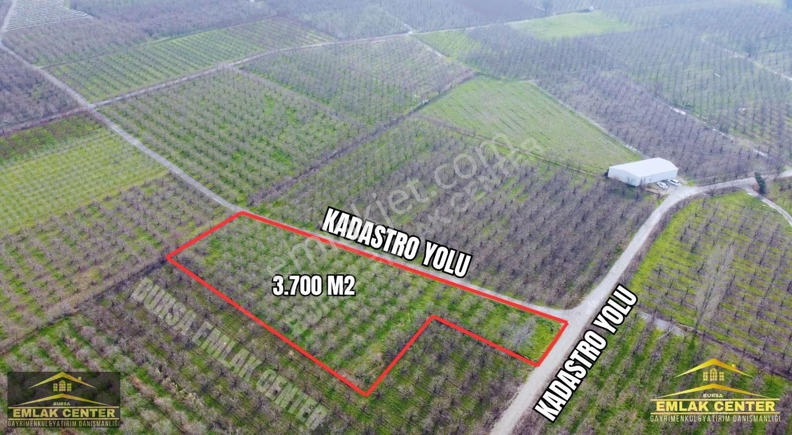 Gürsu Ağa Köyde 3700 M2 Satılık Santamaria Armut Tarlası - Görsel 3