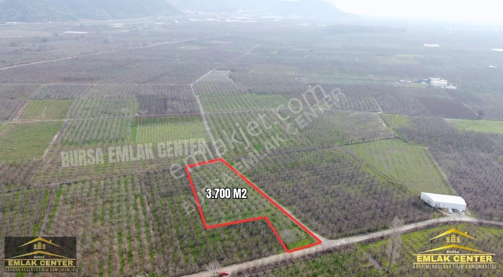 Gürsu Ağa Köyde 3700 M2 Satılık Santamaria Armut Tarlası - Görsel 6