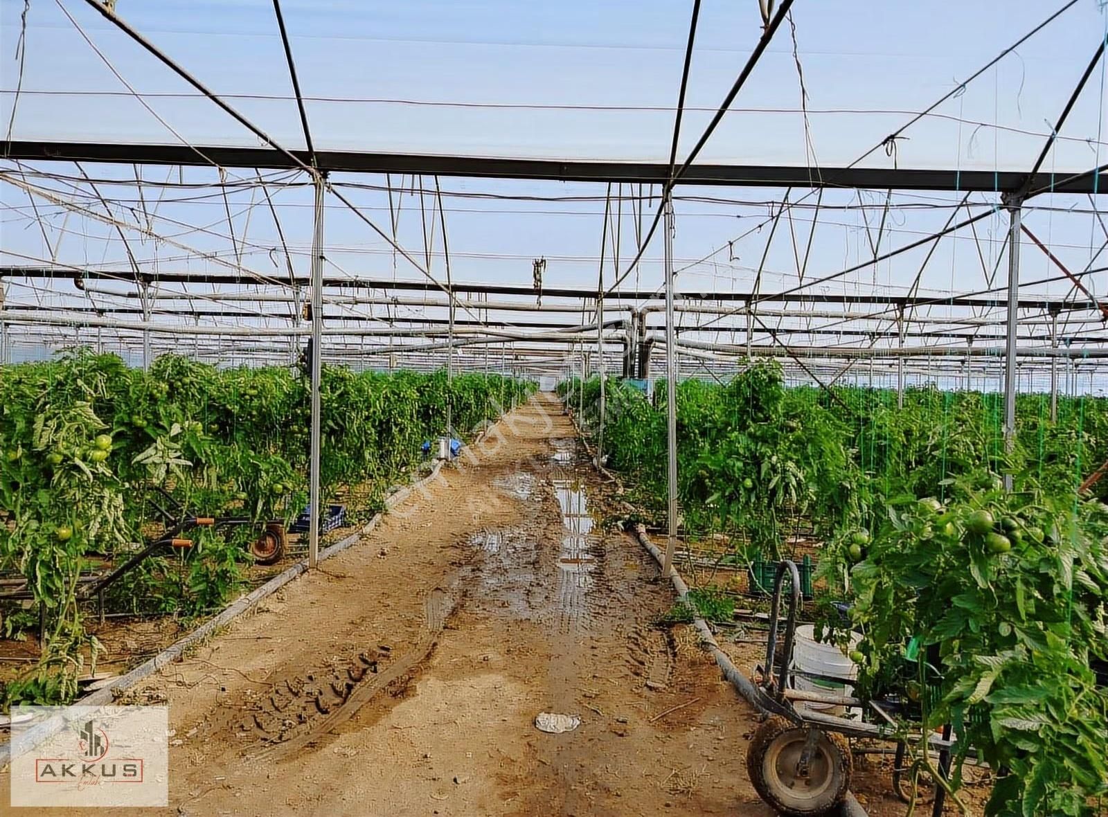 Akkuş Emlak'tan Satilik Sera - Görsel 8