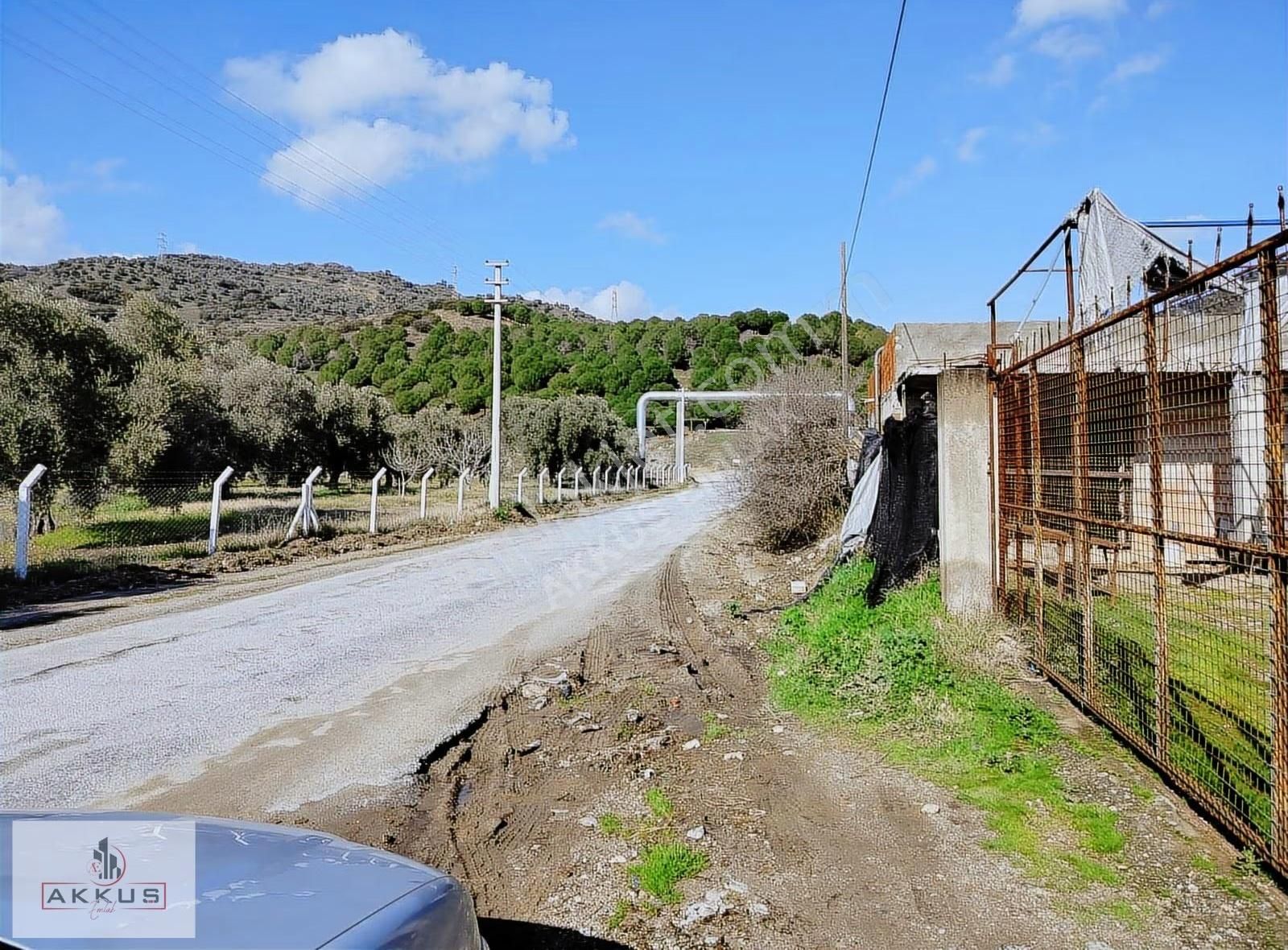 Akkuş Emlak'tan Satilik Sera - Görsel 2