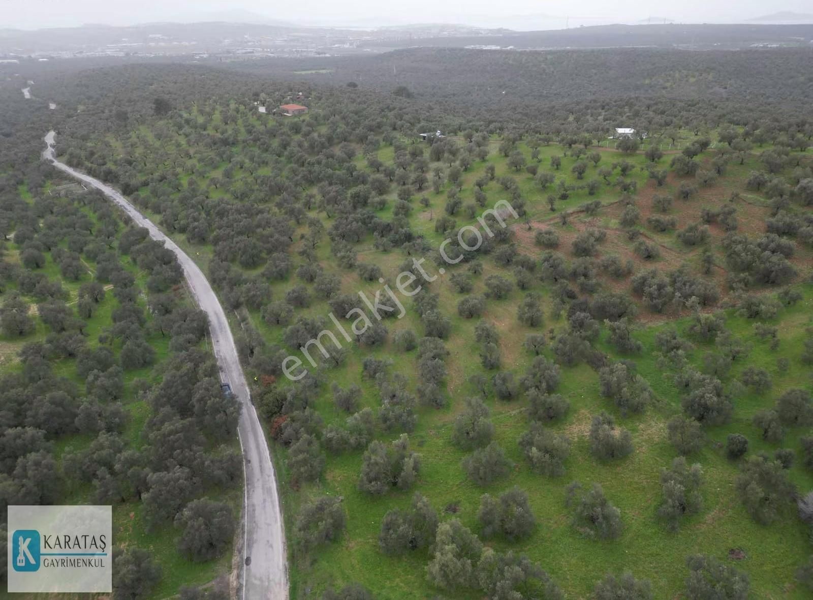 Ayvalık Otogara 2 Km Mutlu Köy Yol Üzerinde 5.600 M2 Zeytinlik - Görsel 3