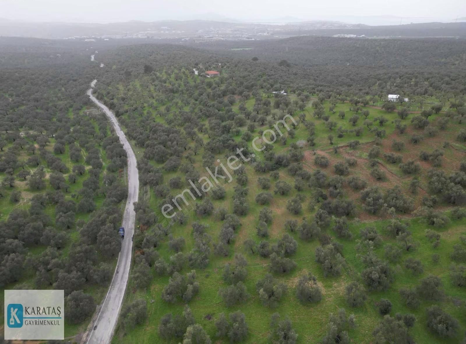 Ayvalık Otogara 2 Km Mutlu Köy Yol Üzerinde 5.600 M2 Zeytinlik - Görsel 6