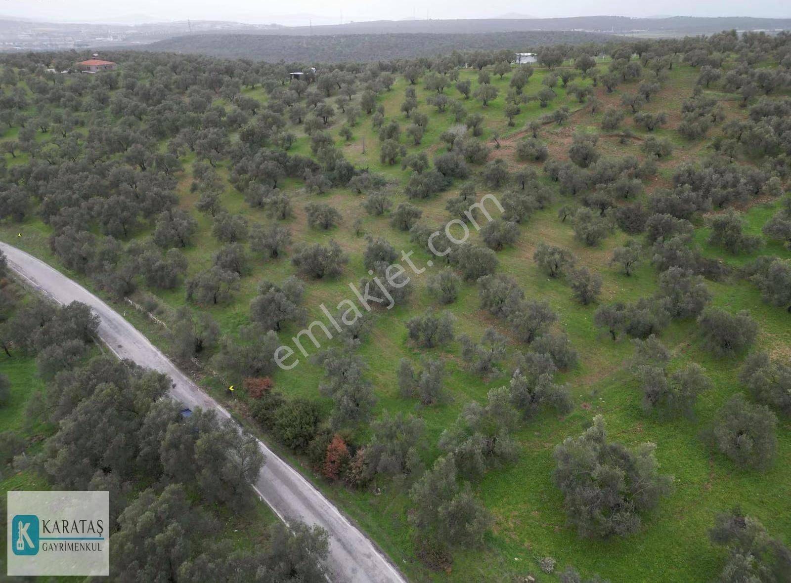 Ayvalık Otogara 2 Km Mutlu Köy Yol Üzerinde 5.600 M2 Zeytinlik - Görsel 5