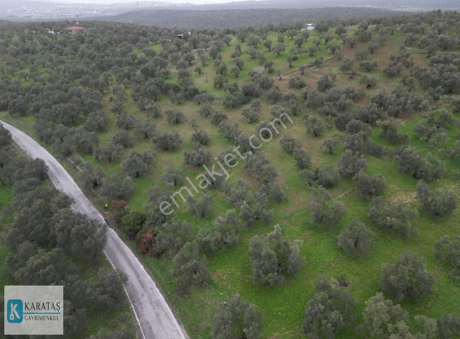 Ayvalık Otogara 2 Km Mutlu Köy Yol Üzerinde 5.600 M2 Zeytinlik - Görsel 8