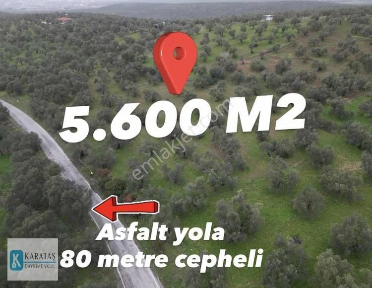 Ayvalık Otogara 2 Km Mutlu Köy Yol Üzerinde 5.600 M2 Zeytinlik - Görsel 2
