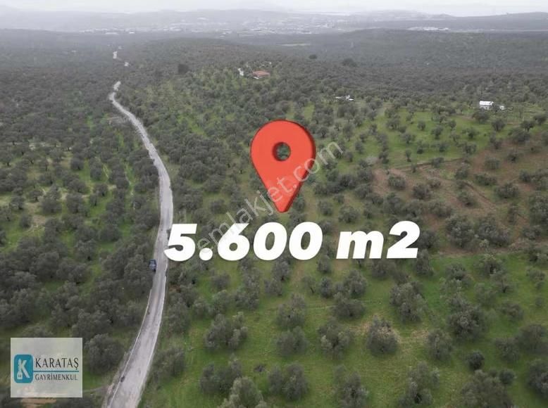 Ayvalık Otogara 2 Km Mutlu Köy Yol Üzerinde 5.600 M2 Zeytinlik - Görsel 4