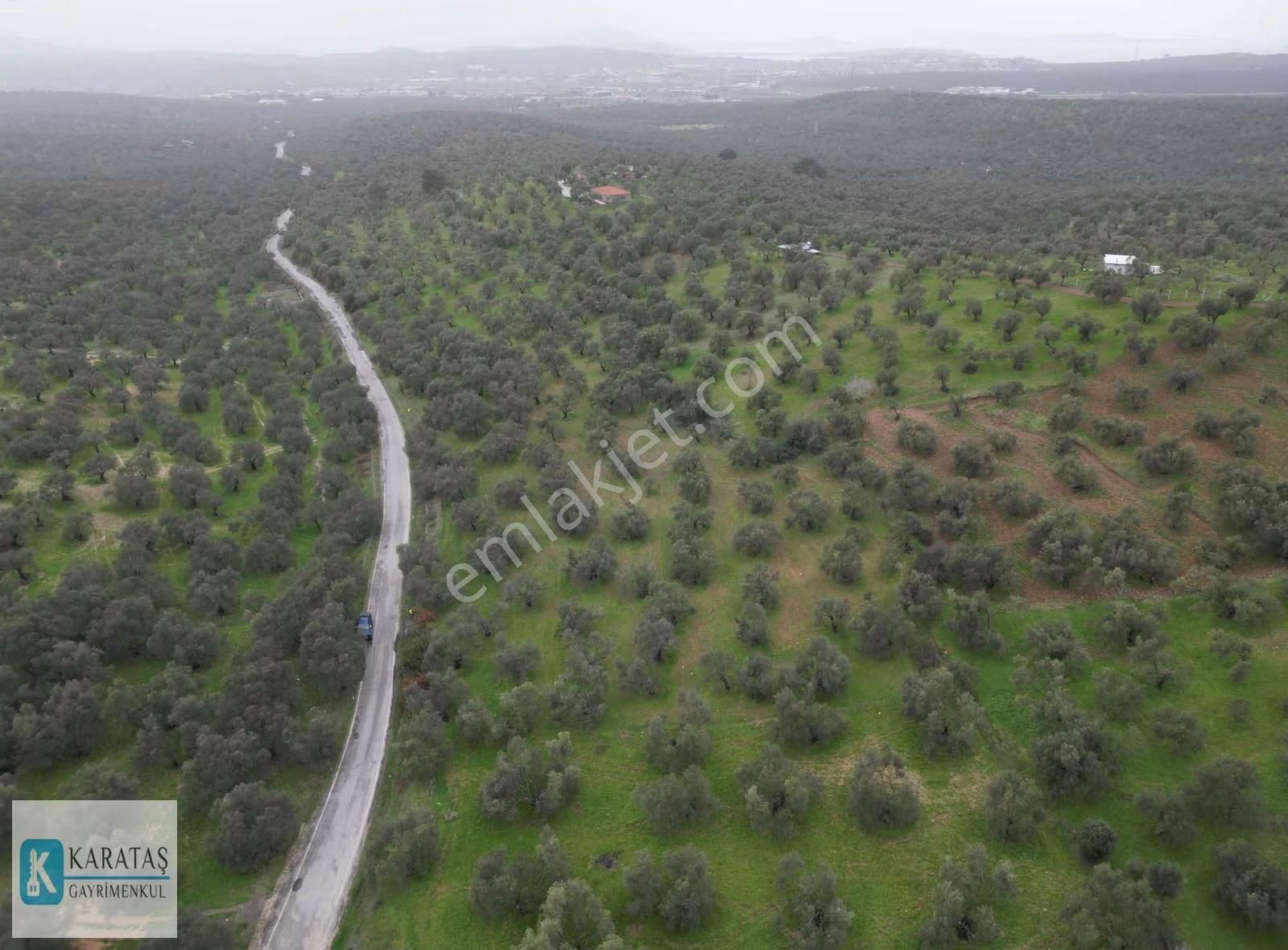 Ayvalık Otogara 2 Km Mutlu Köy Yol Üzerinde 5.600 M2 Zeytinlik - Görsel 7