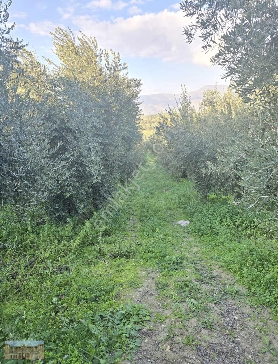 Satılık Çapaklıda 16.500 M2 Merkeze Yakın Verimli Zeytinlik - Görsel 7