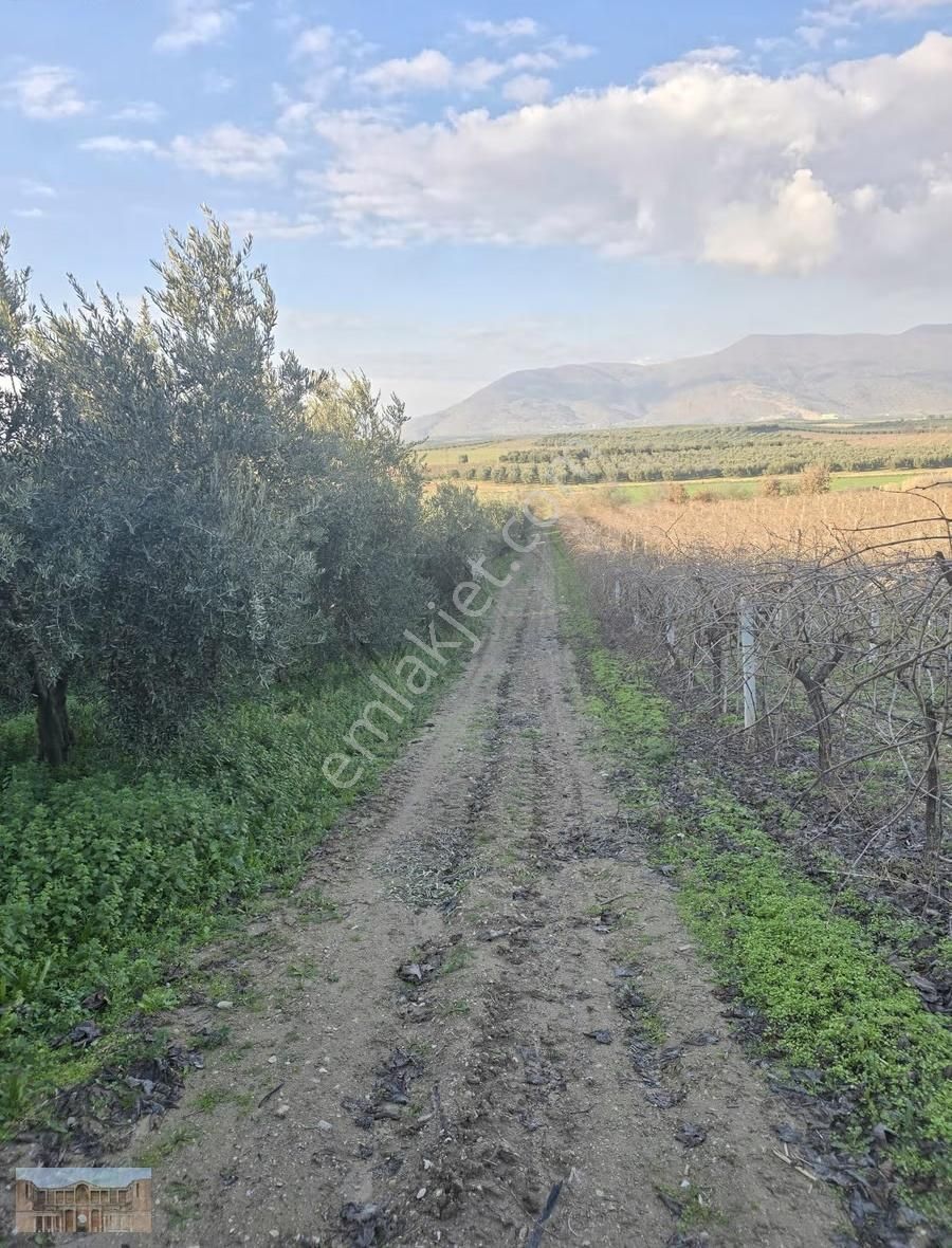Satılık Çapaklıda 16.500 M2 Merkeze Yakın Verimli Zeytinlik - Görsel 23