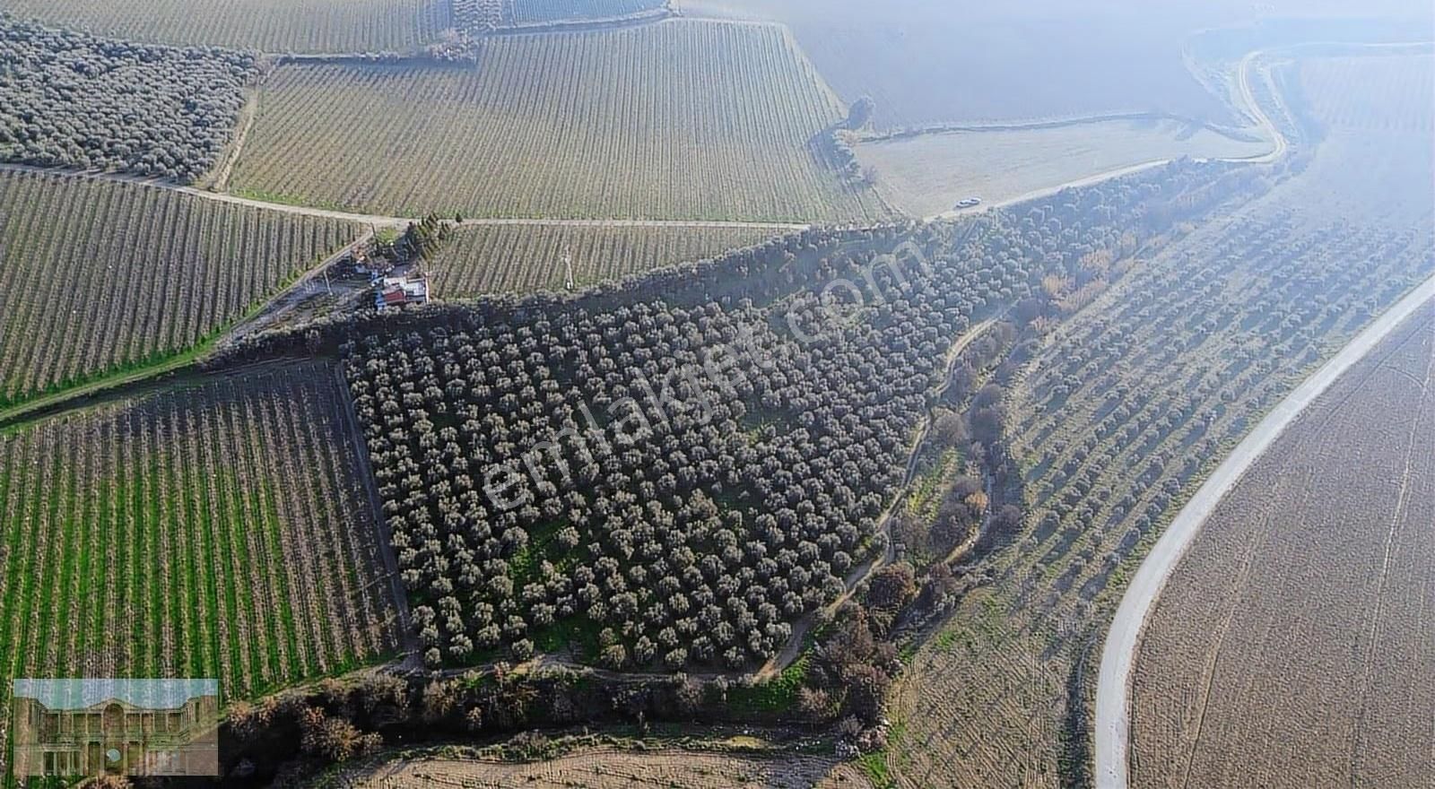 Satılık Çapaklıda 16.500 M2 Merkeze Yakın Verimli Zeytinlik - Görsel 9