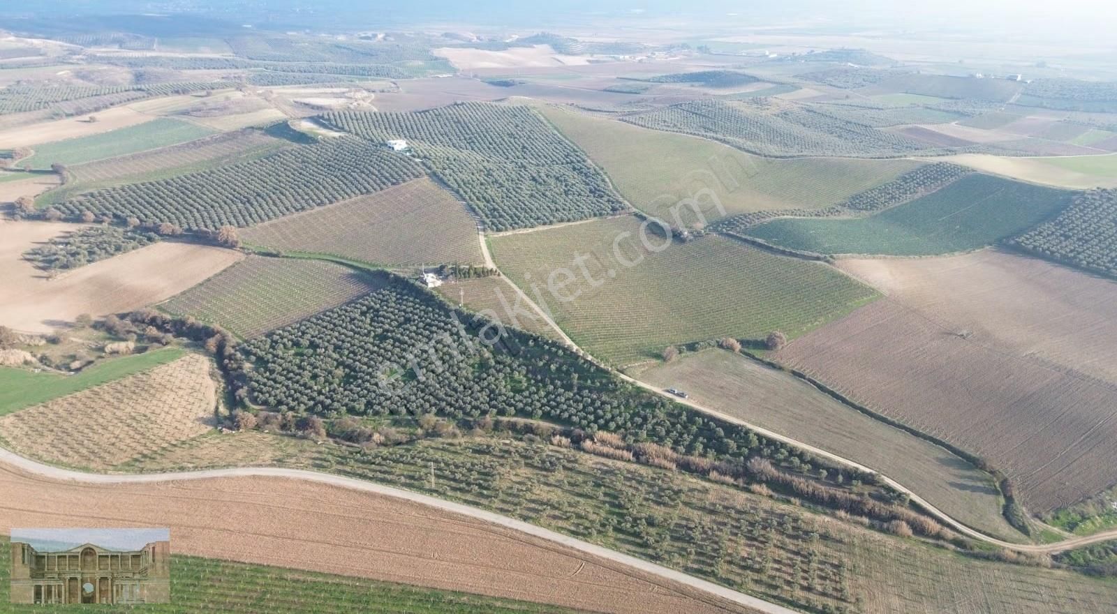Satılık Çapaklıda 16.500 M2 Merkeze Yakın Verimli Zeytinlik - Görsel 11