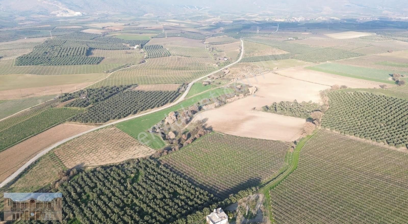 Satılık Çapaklıda 16.500 M2 Merkeze Yakın Verimli Zeytinlik - Görsel 14