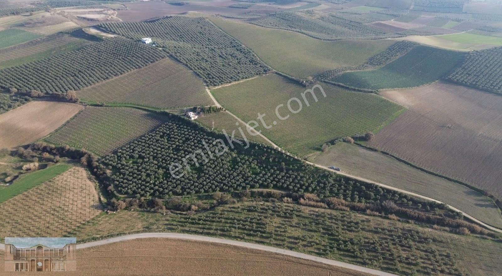 Satılık Çapaklıda 16.500 M2 Merkeze Yakın Verimli Zeytinlik - Görsel 2