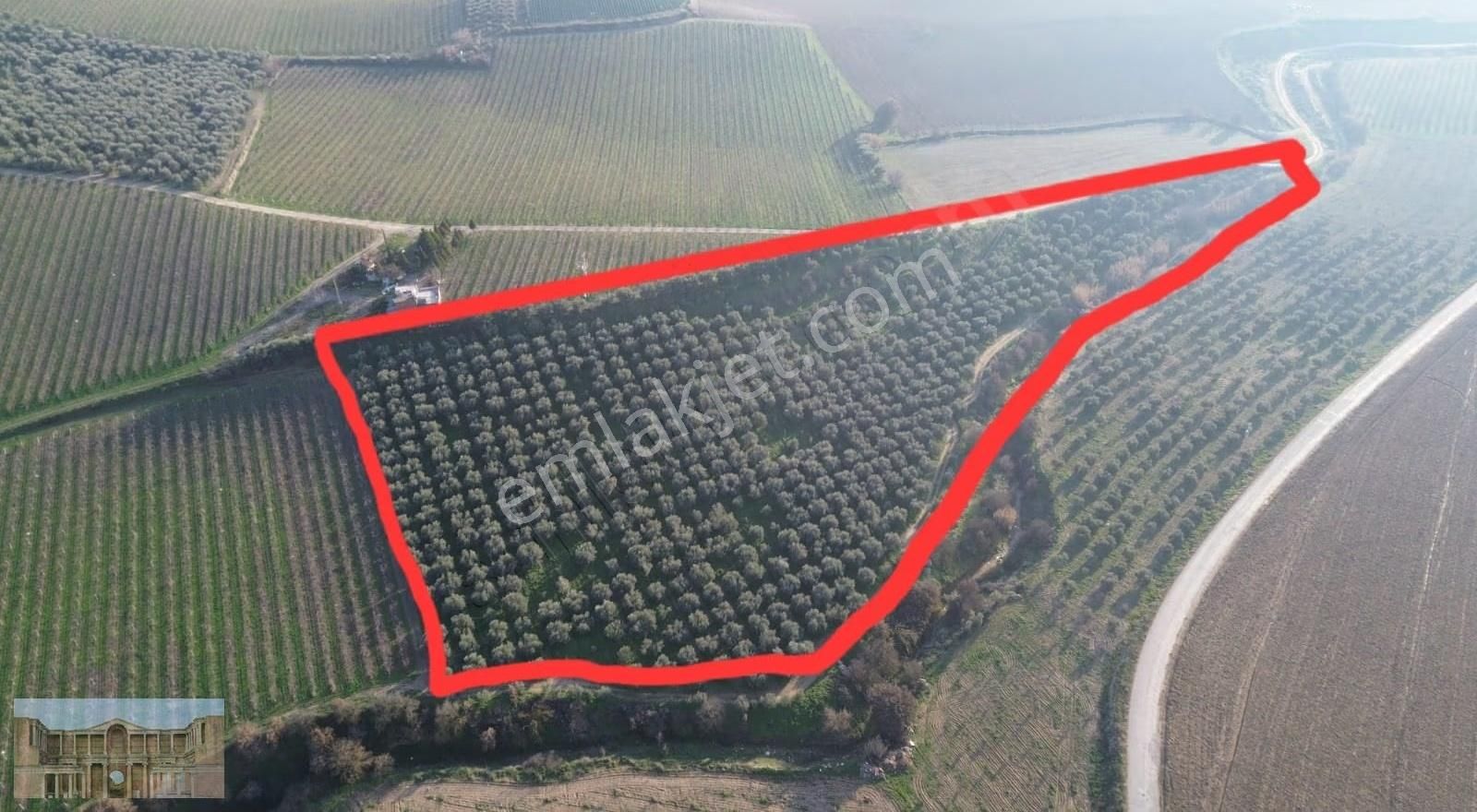 Satılık Çapaklıda 16.500 M2 Merkeze Yakın Verimli Zeytinlik