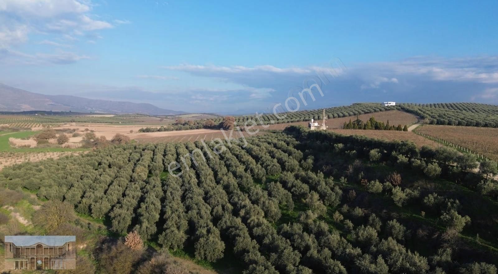 Satılık Çapaklıda 16.500 M2 Merkeze Yakın Verimli Zeytinlik - Görsel 21