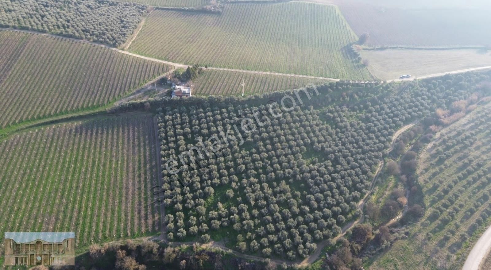 Satılık Çapaklıda 16.500 M2 Merkeze Yakın Verimli Zeytinlik - Görsel 12