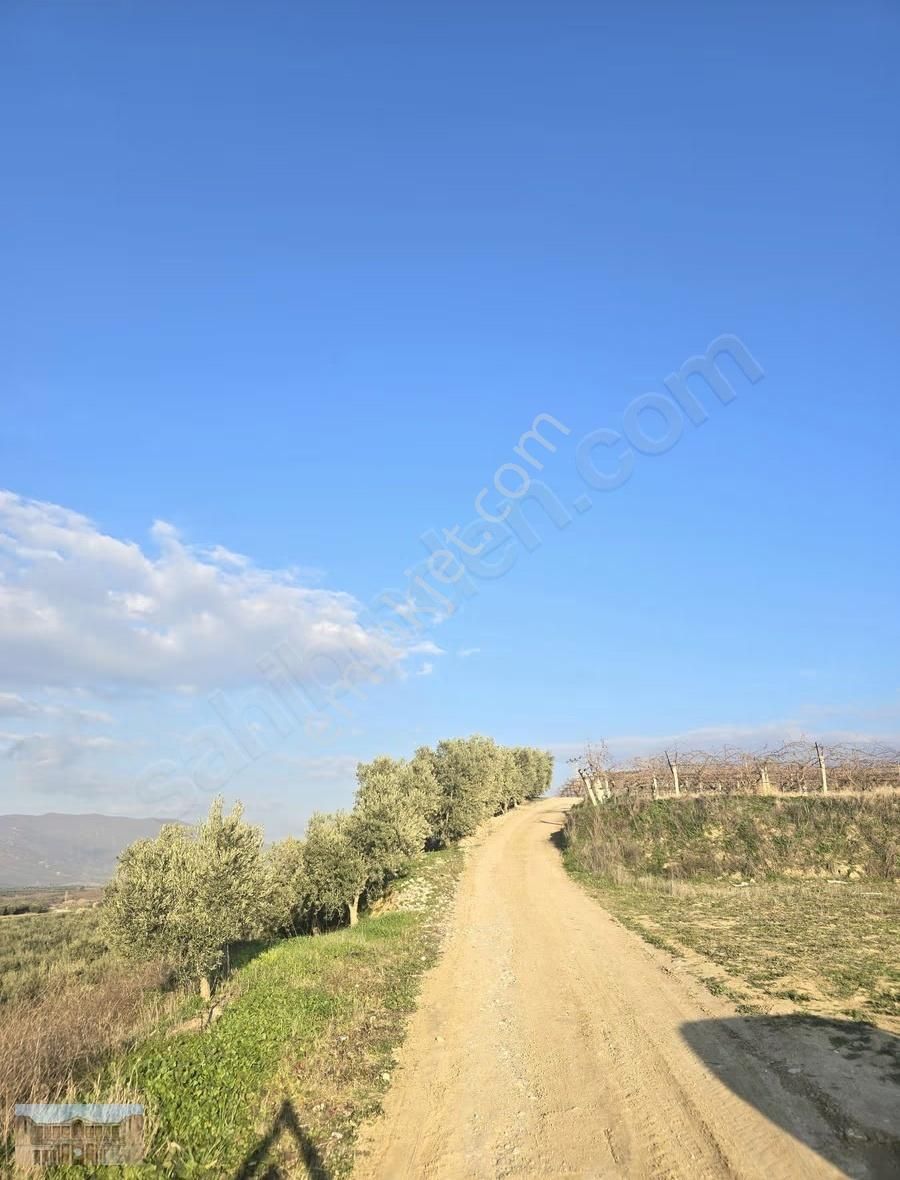 Satılık Çapaklıda 16.500 M2 Merkeze Yakın Verimli Zeytinlik - Görsel 6