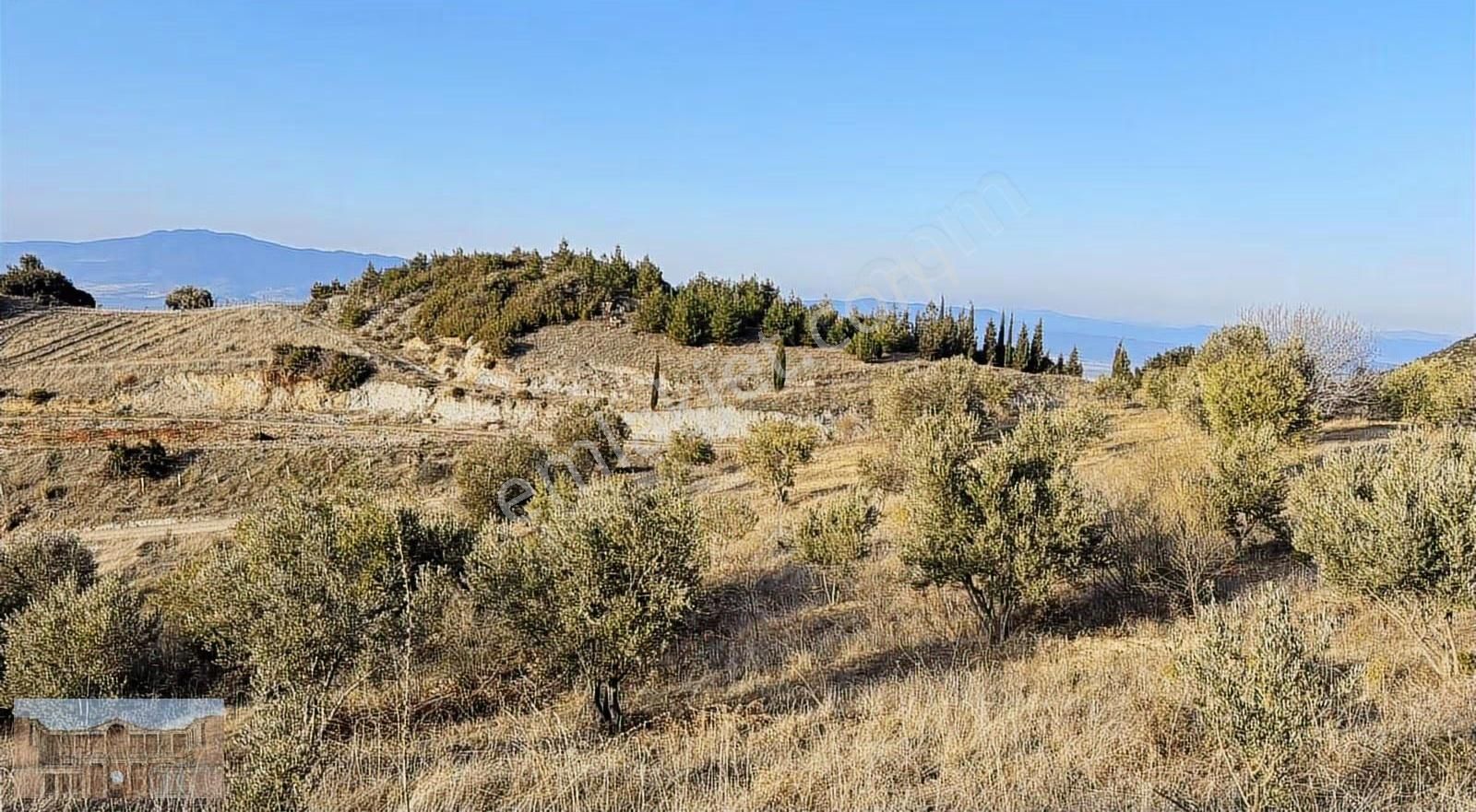 Doğa Ve Şehir Manzaralı Satılık Zeytinlik!! - Görsel 19